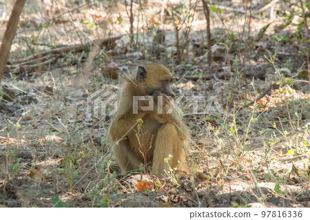 Yellow baboon in african safari Yellow baboon in african safari 97816336