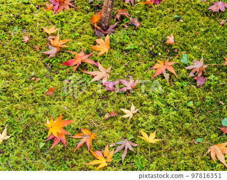 Beautiful autumn scenery Bright autumn leaves falling on a carpet of moss Beautiful autumn scenery Bright autumn leaves falling on a carpet of moss 97816351