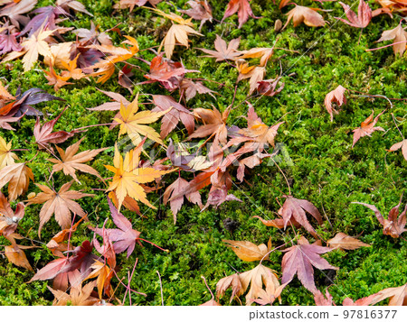 美麗的秋景 明亮的秋葉落在苔蘚地毯上 97816377