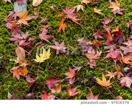 美麗的秋景 明亮的秋葉落在苔蘚地毯上 97816379