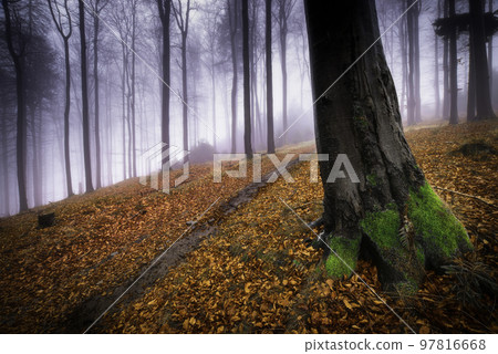 Autumn beech forest 97816668