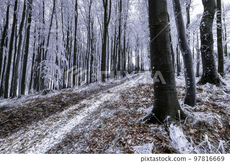 Path through the forest 97816669