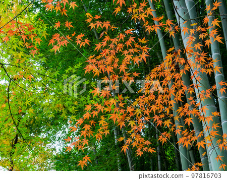 Autumn scenery Beautiful autumn leaves against a backdrop of bamboo Autumn scenery Beautiful autumn leaves against a backdrop of bamboo 97816703
