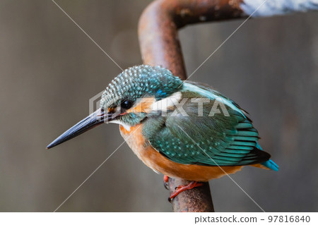 Tokyo / Suginami / Zempukuji Park / Kingfisher 97816840