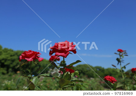 Arao City Ominous Citizen Flower Bed Rose Flower, Arao City Ominous Citizen Flower Bed Rose Flower, 97816969