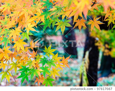 Autumn scenery Beautiful colorful autumn leaves 97817087