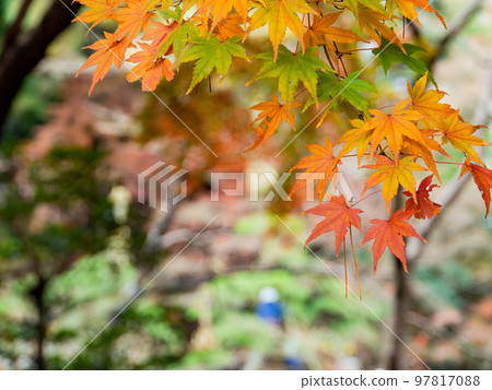 秋天的風景 美麗多彩的秋葉 97817088