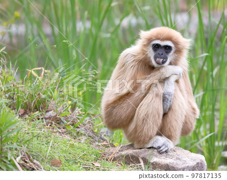 White-handed gibbon sitting and sticking out its tongue 97817135