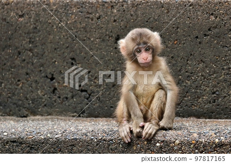 日本獼猴孩子坐著看著你 97817165