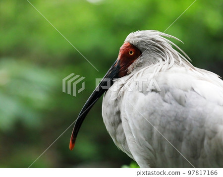 Portrait of an crested ibis on a green background Portrait of an crested ibis on a green background 97817166