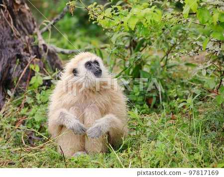 White-handed gibbon sitting and looking up under the rainy sky 97817169