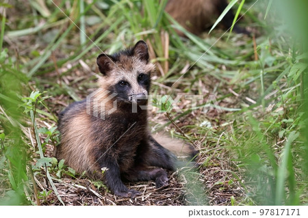 A raccoon child sitting and looking at you 97817171