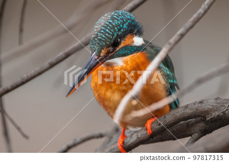 Tokyo / Suginami / Zempukuji Park / Kingfisher 97817315