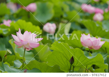蓮花 蓮花 97817412