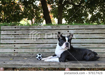 Mighty, a Boston terrier, is lying down on a bench and staring at you cutely while enjoying playing with a soccer ball on the dog run♡ 97817428