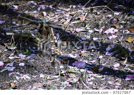 Bamboo shoots that grow as you see them 97817867