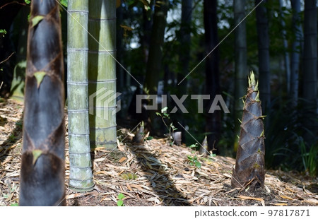 Bamboo shoots that grow as you see them 97817871