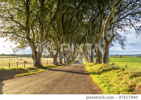 The Dark Hedges tree tunnel in Ballymoney, Northern Ireland The Dark Hedges tree tunnel in Ballymoney, Northern Ireland 97817940