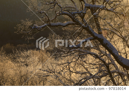 [Hokkaido] Morning sun and hoarfrost trees 97818014