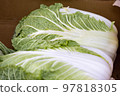 Cabbage 97818305