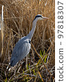 Gray heron 97818307