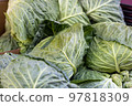 cabbage  97818309