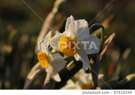 Fusazaki narcissus flower with white petals and orange corolla blooming in a Japanese winter garden 97818349