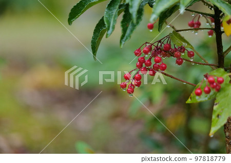 滴著水的萬葉果 97818779