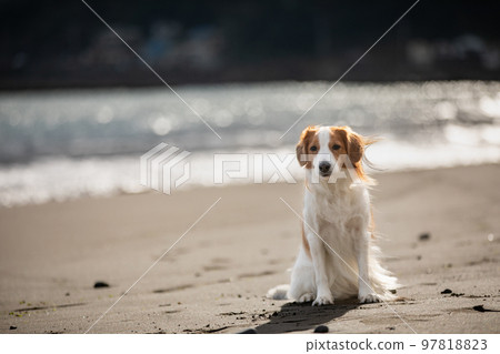 Kooikerhondje on a sandy beach against the backdrop of the winter sea 97818823