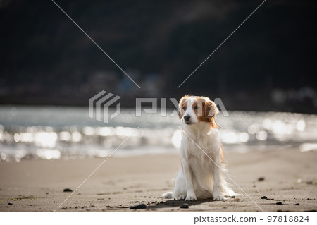 Kooikerhondje on a sandy beach against the backdrop of the winter sea 97818824