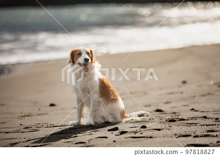 Kooikerhondje 在冬季大海背景下的沙灘上 97818827