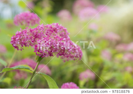 Pink hydrangea, sheep flower. Flowering hydrangea tree, Hydrangea arborescens or Candybelle Bubblegum in the garden in summer Pink hydrangea, sheep flower. Flowering hydrangea tree, Hydrangea arborescens or Candybelle Bubblegum in the garden in summer 97818876