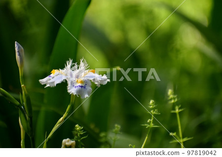 A wild fringed iris with wavy petals A wild fringed iris with wavy petals 97819042
