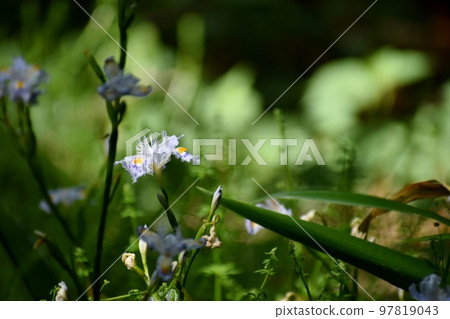 A wild fringed iris with wavy petals A wild fringed iris with wavy petals 97819043