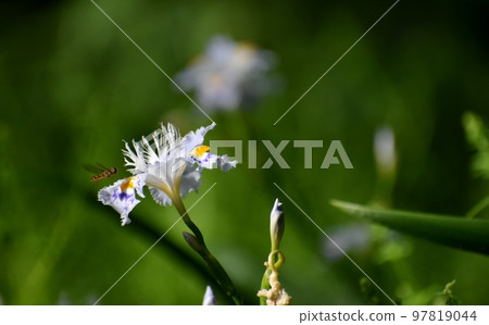 A wild fringed iris with wavy petals A wild fringed iris with wavy petals 97819044