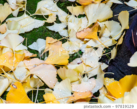 美麗濕潤的秋景落下的銀杏葉上滴著晨露 97819129