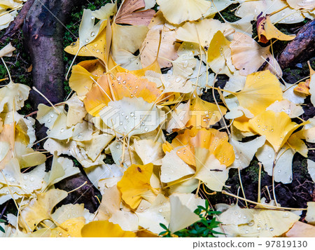美麗濕潤的秋景落下的銀杏葉上滴著晨露 美麗濕潤的秋景落下的銀杏葉上滴著晨露 97819130