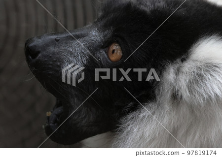 Elemaki狐猴 97819174