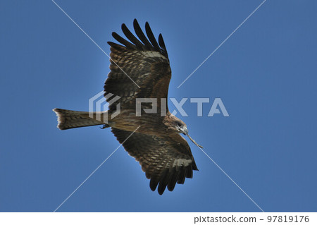 一隻黑鳶拿著一根樹枝 97819176