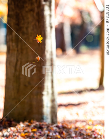 Beautiful scenery of autumn Two leaves dancing in the wind 97819331