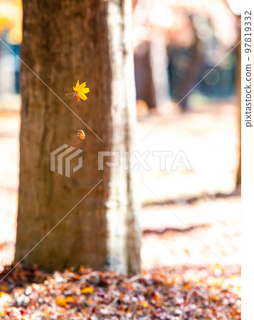 秋天的美麗風景兩片葉子在風中翩翩起舞 97819332