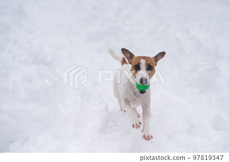 Jack Russell Terrier dog playing ball in the snow.  Jack Russell Terrier dog playing ball in the snow.  97819347