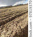 rye sprouting 97819370