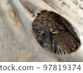 Broccoli seedlings in the tunnel 97819374