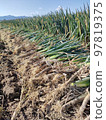 Harvesting green onions (1) 97819375