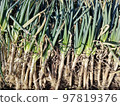 Harvesting green onions② 97819376