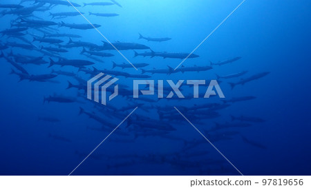 Flock of barracuda Flock of barracuda 97819656