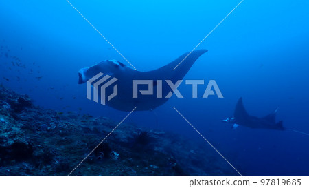 Manta ray Manta ray 97819685
