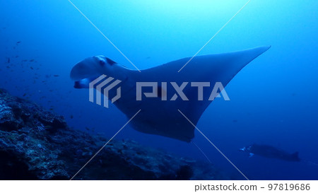 Manta ray 97819686