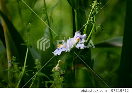 帶有波浪花瓣的野生流蘇鳶尾 97819712